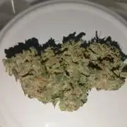 First grow outdoor + indoor | Biscotti