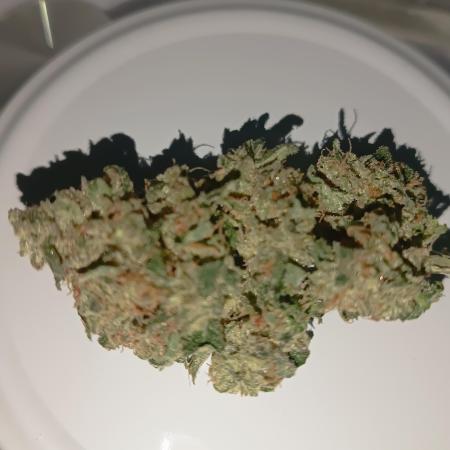 First grow outdoor + indoor | Biscotti