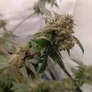 First grow outdoor + indoor