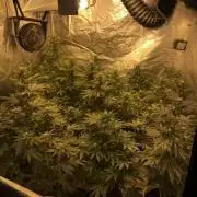 Multi-Strains : Mimosa evo - Mandarin co