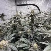 Girls love big tents