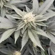 Girls love big tents