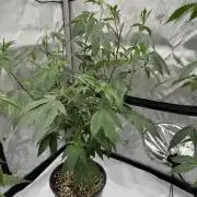 Girls love big tents