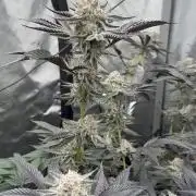 Girls love big tents