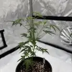 Girls love big tents