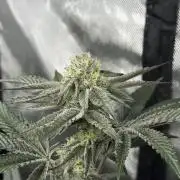 Girls love big tents