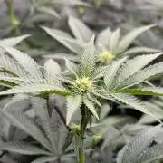 Girls love big tents