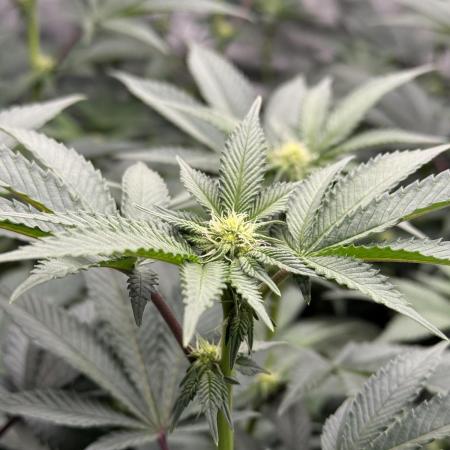 Girls love big tents