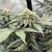 Girls love big tents