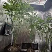 Girls love big tents