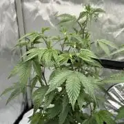 Girls love big tents