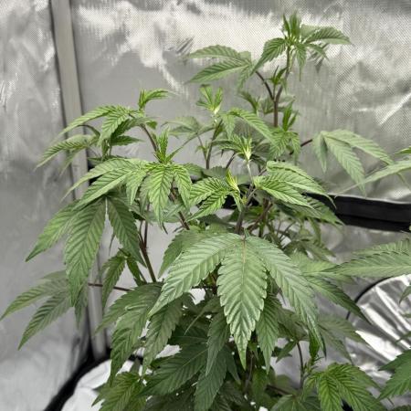 Girls love big tents