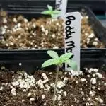 Girls love big tents