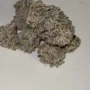 Girls love big tents