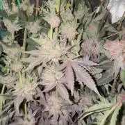 Girls love big tents