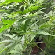 Girls love big tents