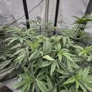 Girls love big tents