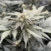 Girls love big tents