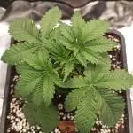 King Cartier (Hombre Cannabis seeds)