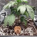 King Cartier (Hombre Cannabis seeds)