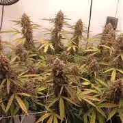 BJP OG KUSH