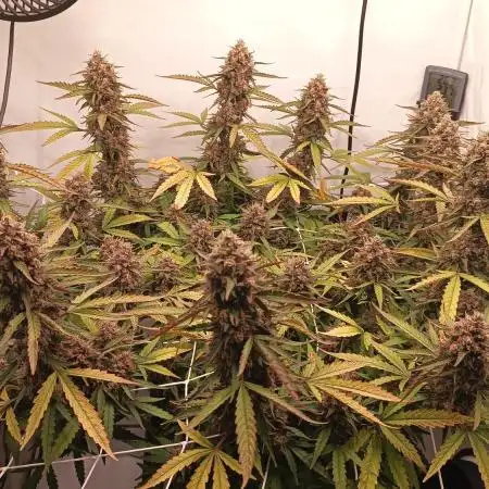 BJP OG KUSH