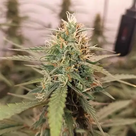 BJP OG KUSH