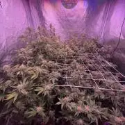 11:11, kimbo kush, 3chems, bubba kush