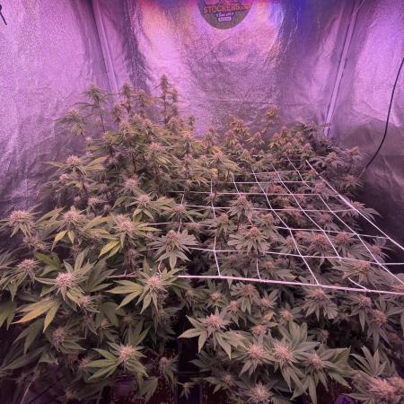 11:11, kimbo kush, 3chems, bubba kush