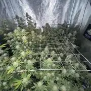 11:11, kimbo kush, 3chems, bubba kush