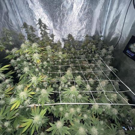 11:11, kimbo kush, 3chems, bubba kush