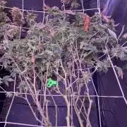 11:11, kimbo kush, 3chems, bubba kush