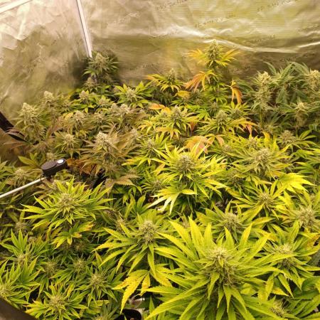 Böhmen - Mix - final weeks only