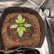 Bรถhmen - GMO Cookies