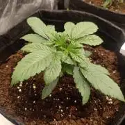 Böhmen - GMO Cookies