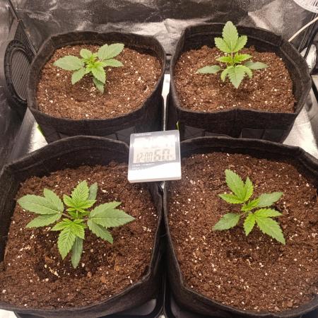 Böhmen - GMO Cookies