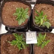 Böhmen - GMO Cookies