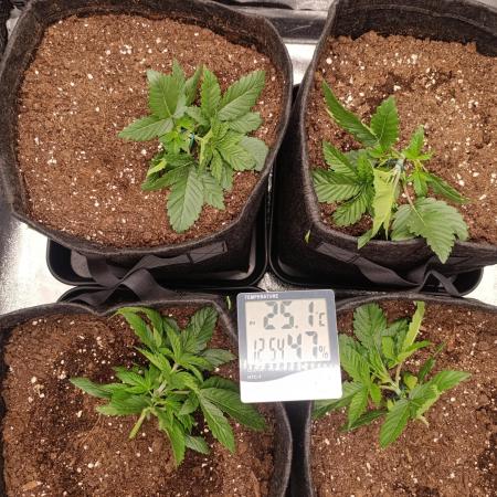 Böhmen - GMO Cookies