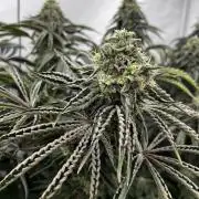 Dark Nectar , King Cartier