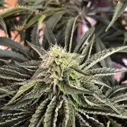 Dark Nectar , King Cartier