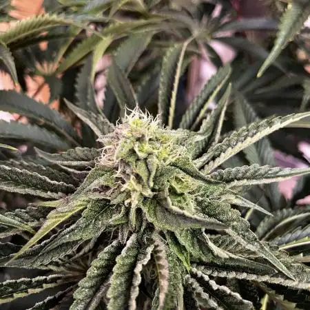 Dark Nectar , King Cartier