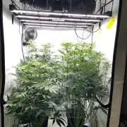 Dark Nectar , King Cartier