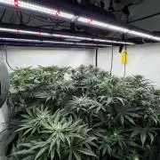 Dark Nectar , King Cartier