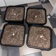 Dark Nectar , King Cartier