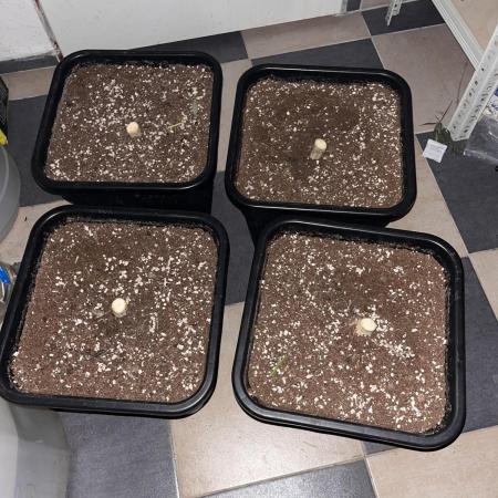 Dark Nectar , King Cartier