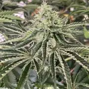 Dark Nectar , King Cartier