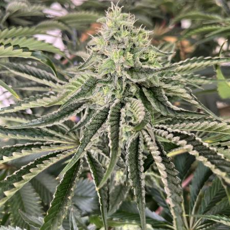 Dark Nectar , King Cartier