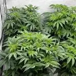 Dark Nectar , Cartier King