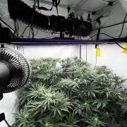 Dark Nectar , King Cartier