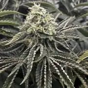 Dark Nectar , King Cartier